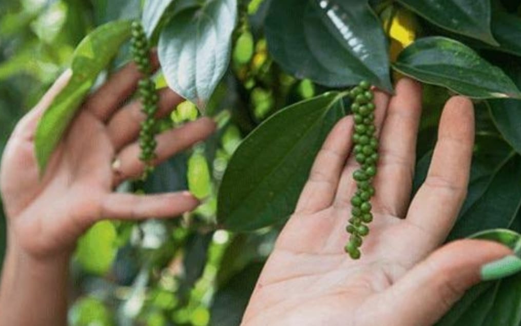 L’Épice Rare Qui Réveille les Papilles