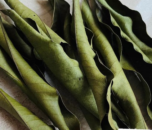 FEUILLE DE MANGUIER – 20 gr – Saveurs & Senteurs Arôme végétal & doux | Notes légèrement fruitées | Idéale infusions & préparations naturelles