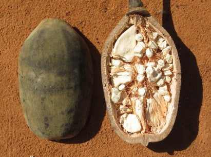POUDRE DE BAOBAB – 50 gr – Saveurs & Senteurs Goût acidulé & fruité | Super‑aliment naturel | Idéal boissons, desserts & cuisine saine